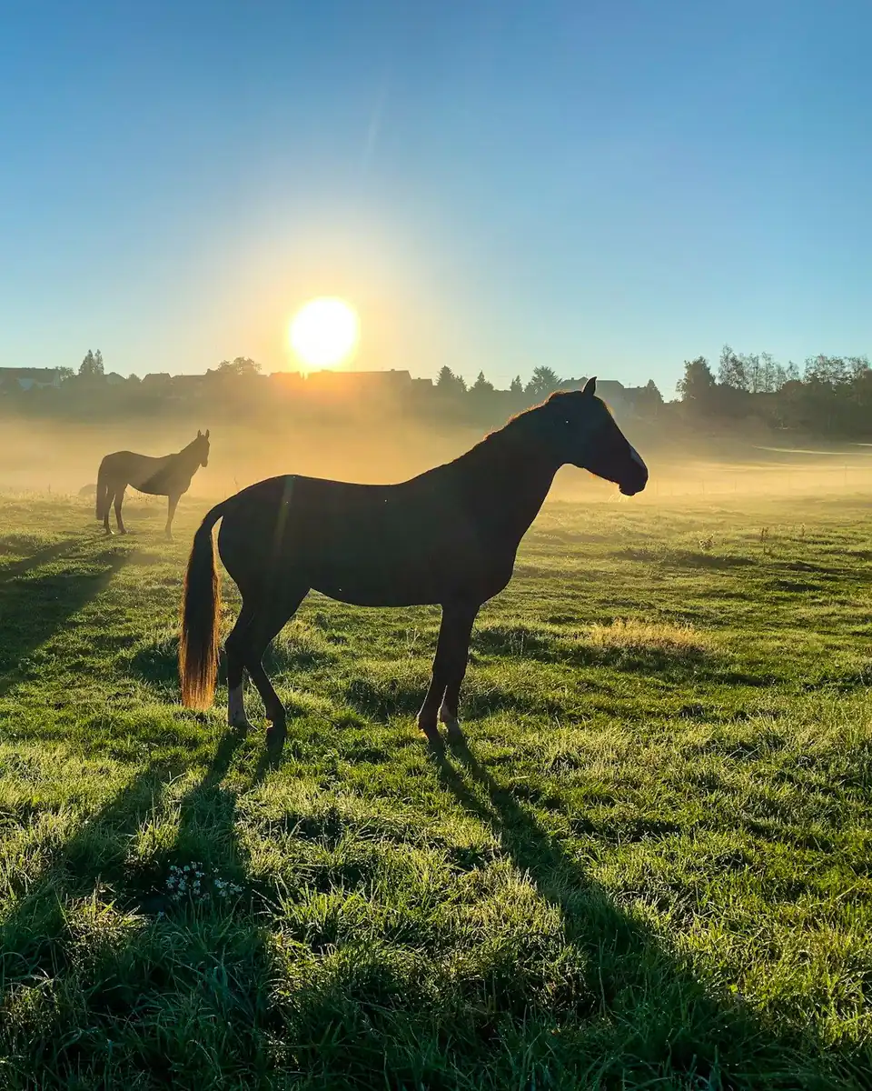 Caballos pastando en el campo al amanecer