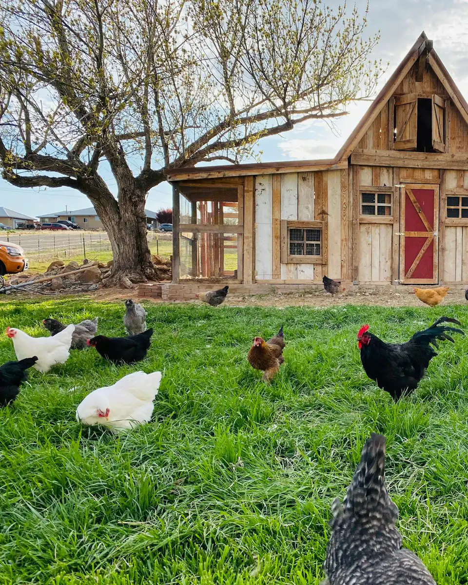 Gallinas sueltas en el pasto frente a un galpón de madera