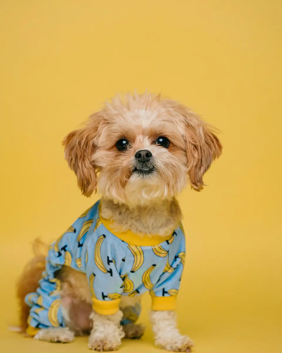 Churro, un perrito de pelo rizado con pijama celeste, sobre fondo amarillo