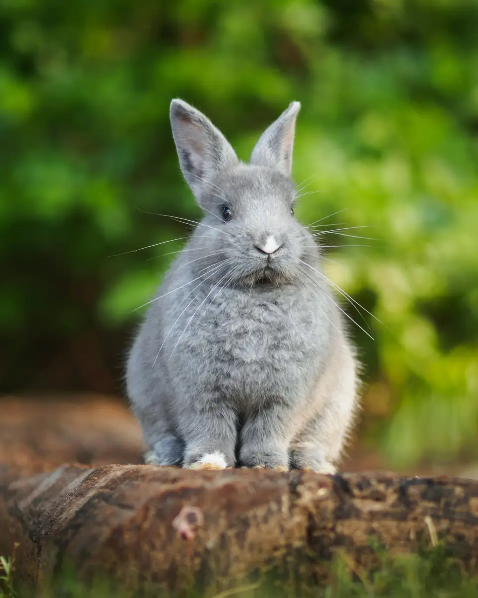 Algodón, un conejo gris, sentado sobre un tronco con el fondo verde