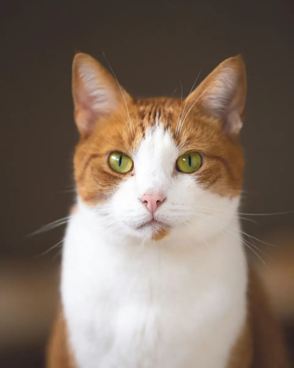 Ñoqui, un gato blanco y naranja de ojos verdes, mira serio a cámara