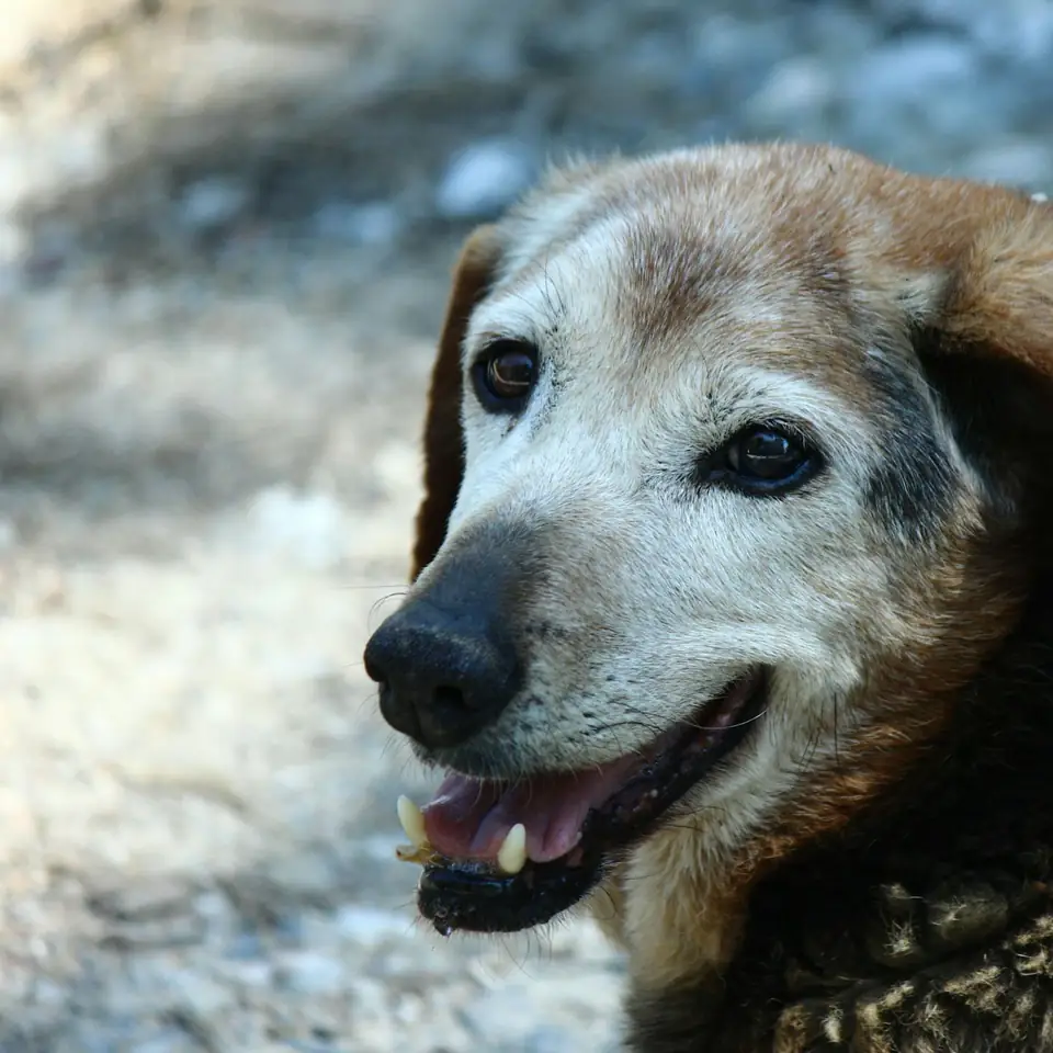 Pocha, una perra mayor de hocico canoso, sonríe al aire libre