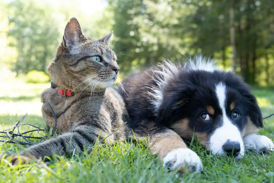 Un gato atigrado y un cachorro blanco y negro echados juntos en el pasto