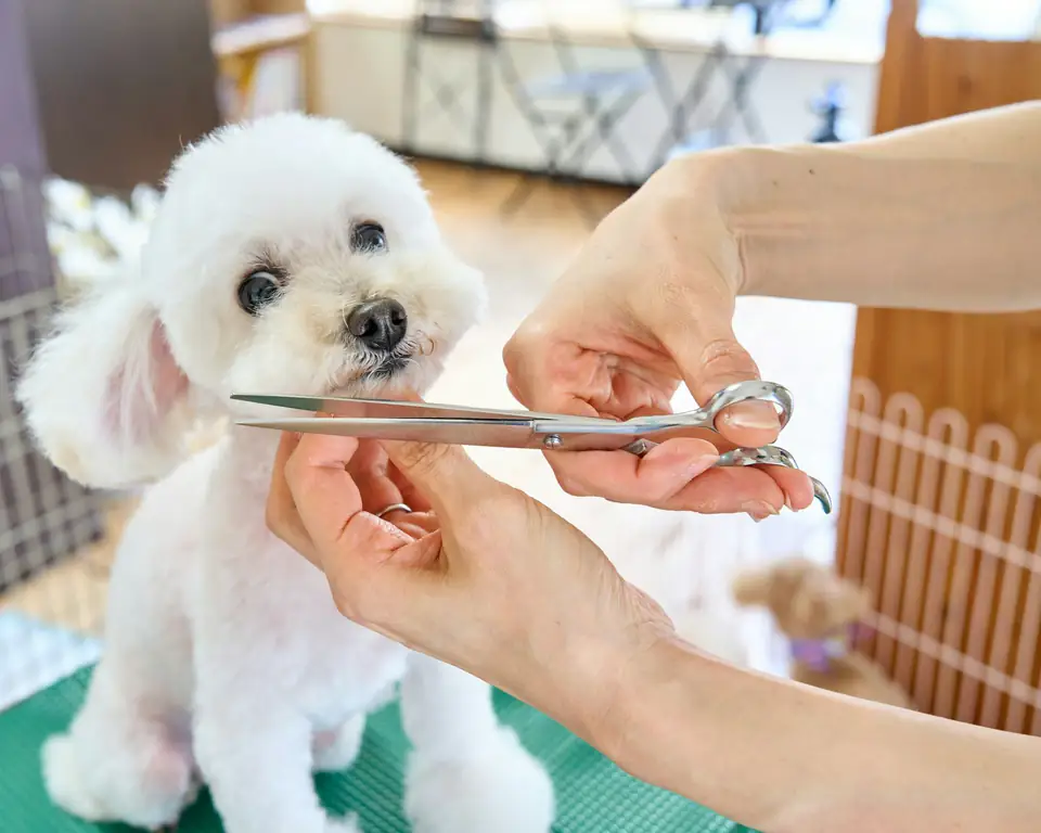 Una peluquera corta con tijera el pelo de la cara de un caniche blanco