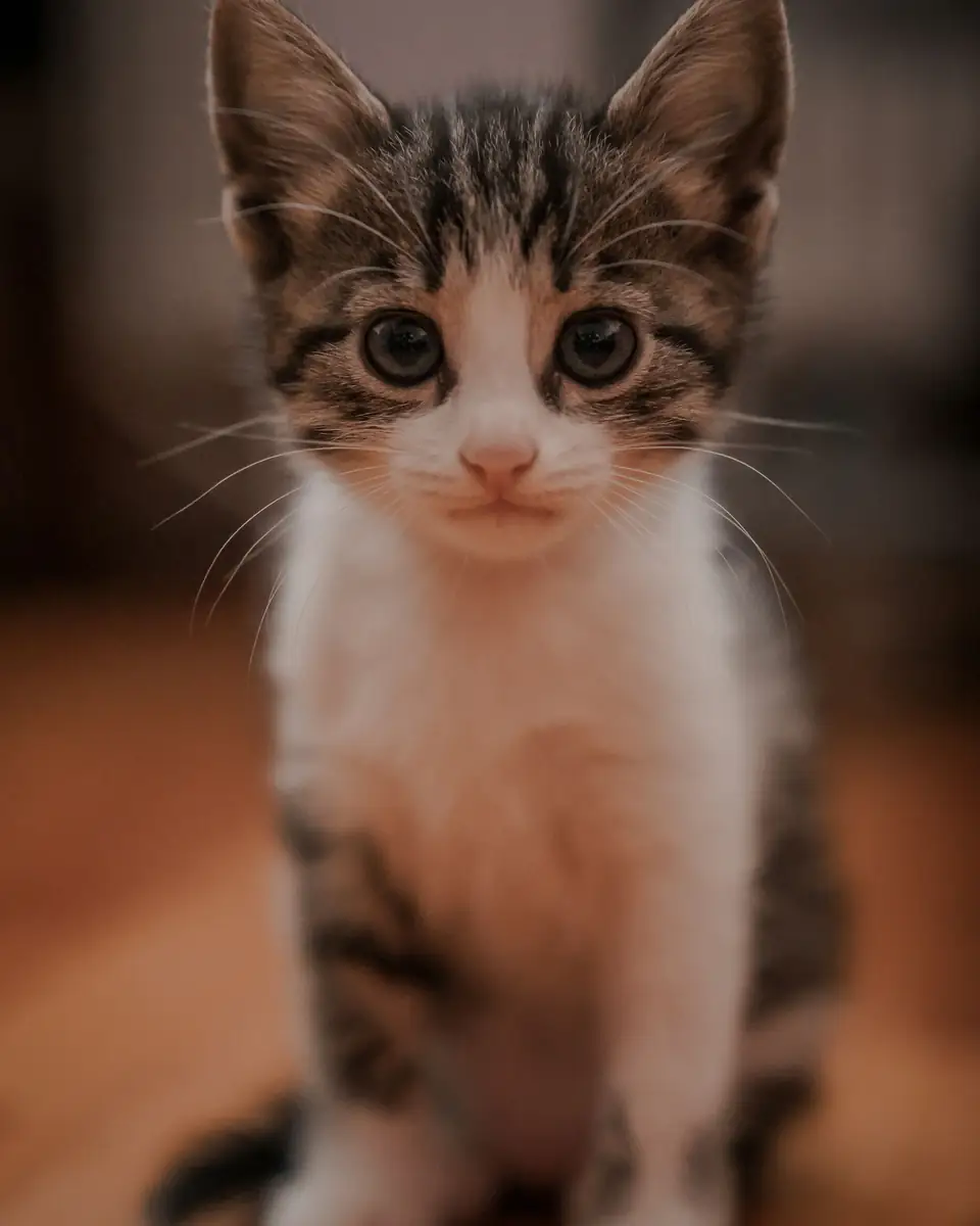 Un gatito atigrado y blanco, sentado sobre un piso de madera, mira a cámara